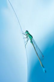Fräulein in Blau von Danny Slijfer Natuurfotografie
