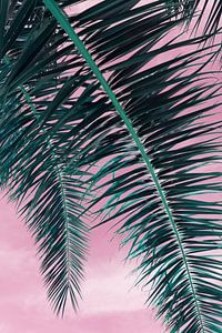 A l'ombre du palmier dattier, feuilles et ciel rose sur Montepuro