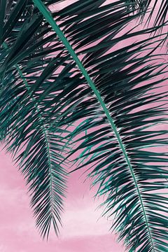 A l'ombre du palmier dattier, feuilles et ciel rose