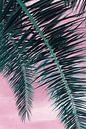 Im Schatten der Dattelpalme, Blätter und rosa Himmel von Adriana Mueller Miniaturansicht