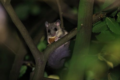 relmuis 's nachts in het bos Baden-Württemberg Duitsland