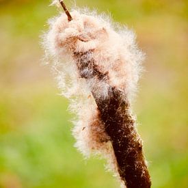 Fluffy Lisdodde in the ditch by Judith van Wijk