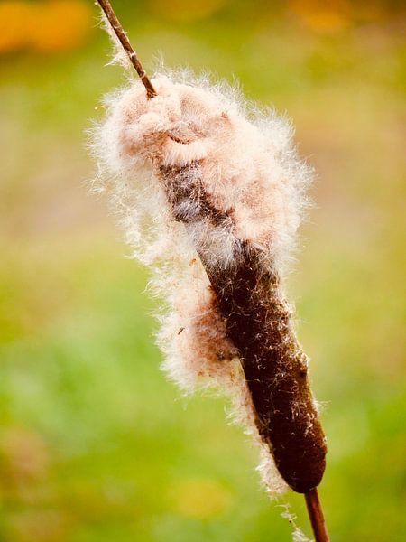 Fluffy Lisdodde dans le fossé par Judith van Wijk