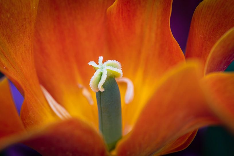 Nahaufnahme eines Blumenstößels von Bart cocquart