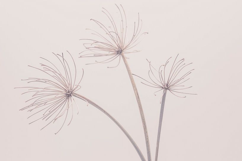 Beauty of Nature 3 by Andrea Haase