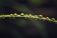 The beauty of rain