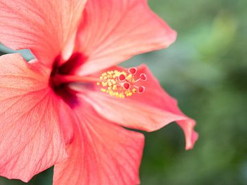 Roze bloem in groen veld. van Mariëtte Plat