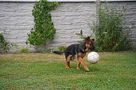 Schapenhond (puppy) met drijvende voetbal van Babetts Bildergalerie thumbnail