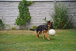 Schäferhündin (Welpe) mit schwebendem Fußball