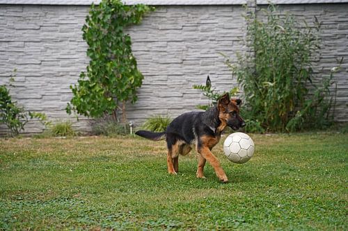 Schapenhond (puppy) met drijvende voetbal