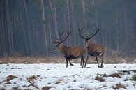 Edelherten in het Nationaal Park de Hoge Veluwe by Evert Jan Kip thumbnail