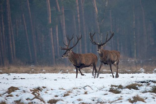 Edelherten in het Nationaal Park de Hoge Veluwe