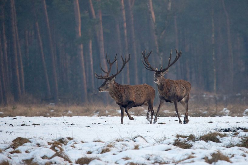 Edelherten in het Nationaal Park de Hoge Veluwe by Evert Jan Kip