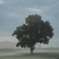 Boom op een mistige ochtend