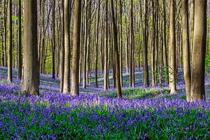Der Hallerbos