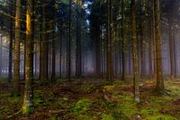 Wald im Nebel