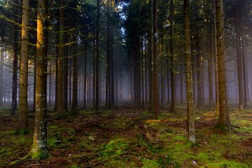 Forêt dans le brouillard sur Gert-Jan Nijskens