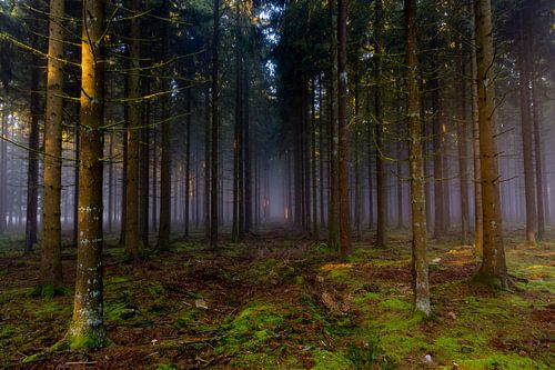Wald im Nebel