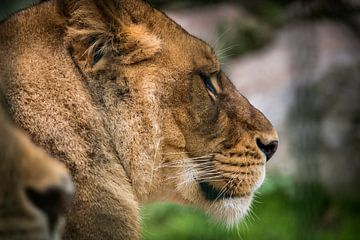 Close up van een leeuwin van Kim Bellen