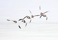 Shelducks in der Kurve.