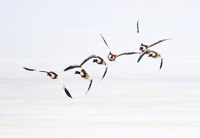 Shelducks on the bend. by Bart Vastenhouw