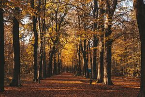 Herfst van Tessa Dommerholt