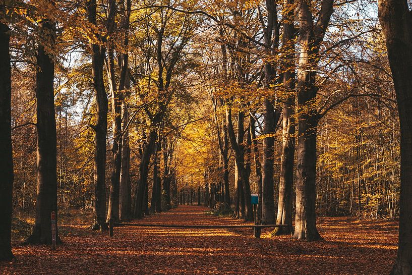 Herbst von Tessa in Focus