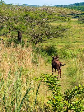 Wildebeest in Mlilwane Wildlife Sanctuary van Charlotte Dirkse