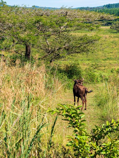 Gnus im Mlilwane Wildlife Sanctuary von Charlotte Dirkse