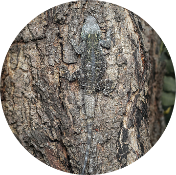 Camouflage Blauwkeelagame