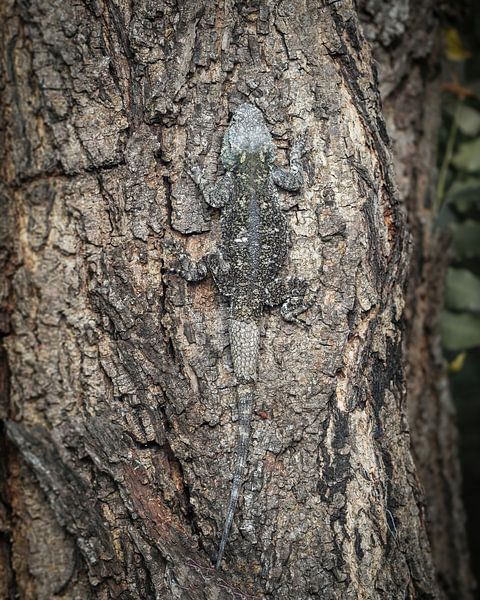 Jeu de gorge Camouflage Blue par Tom Zwerver