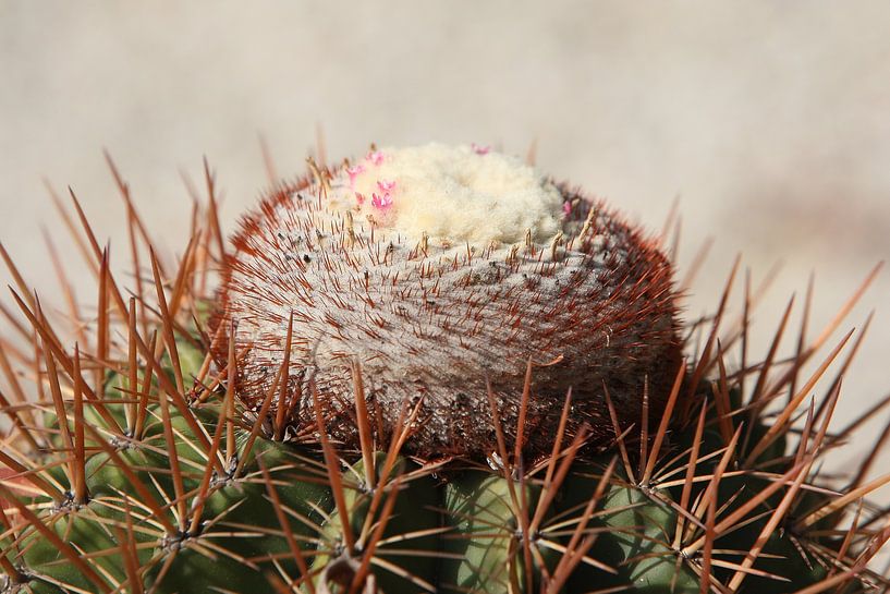 cactus cactussen melocactus par Frans Versteden