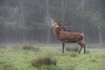 Red Deer ( Cervus elaphus ), stag, roaring in front of the edge of a forest van wunderbare Erde