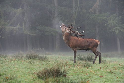 Red Deer ( Cervus elaphus ), stag, roaring in front of the edge of a forest by wunderbare Erde