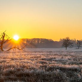 Zonsopkomst in de winter Drents Friese Wold na een koude nacht van Robin Verhoef