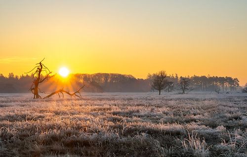 Zonsopkomst in de winter Drents Friese Wold na een koude nacht van Robin Verhoef