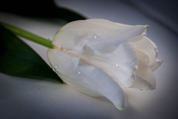 Witte tulp van Saskia Cloo-Hartsema