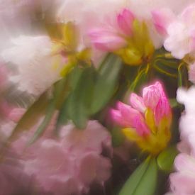 Blüten des Rhododendron von Steffi Hommel