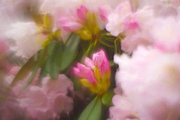 Rhododendron flowers by Steffi Hommel
