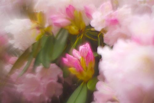 Blüten des Rhododendron