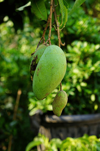 Grüne Mangos am Baum
