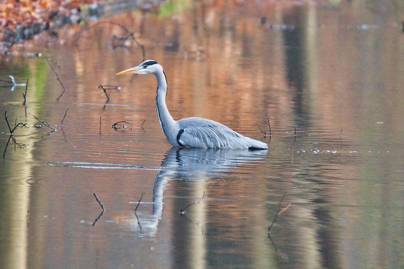 Looking for a tasty fish by Henrico Fotografie