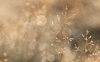 Disco grass in the morning