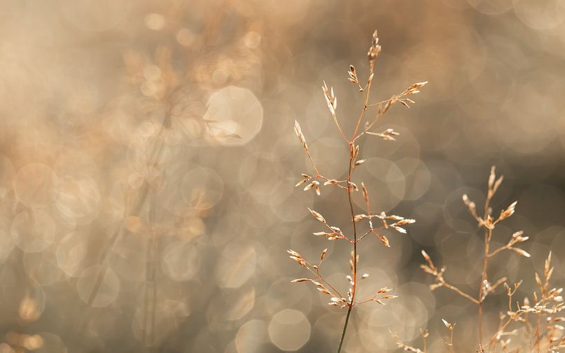 Disco grass in the morning by Maaike Munniksma