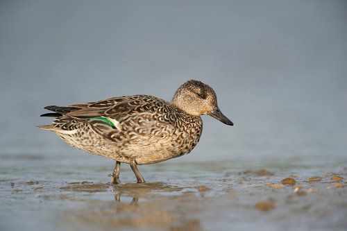 Krickente ( Anas crecca ), Weibchen verlässt das Wasser, Seitenansicht