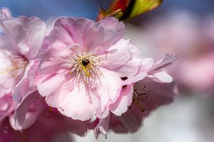 Kersenboom macro tere bloesems in de lente van Dieter Walther