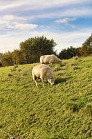 Sheep on the dike