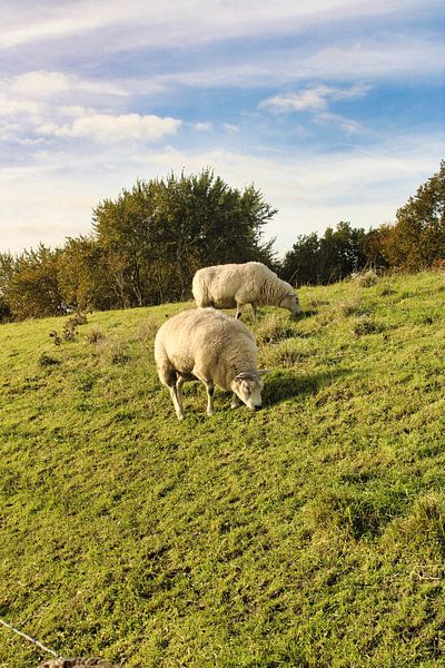 Sheep on the dike by Sarineke Daane