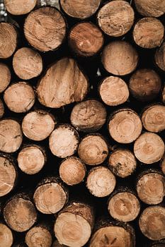 Wood pile on the Veluwe