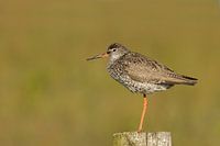 Redshank on a pole